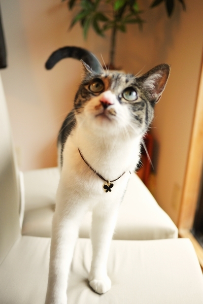 ペットモデル 猫 テトラ i-an.jpg