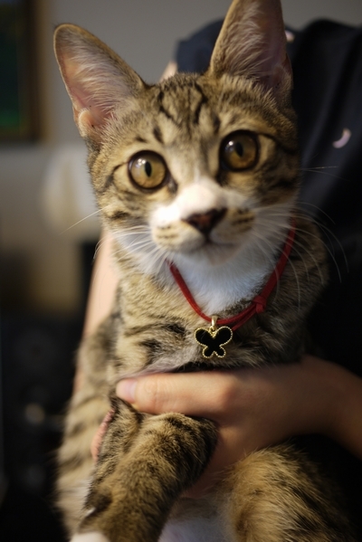 rinA1-w400.jpg